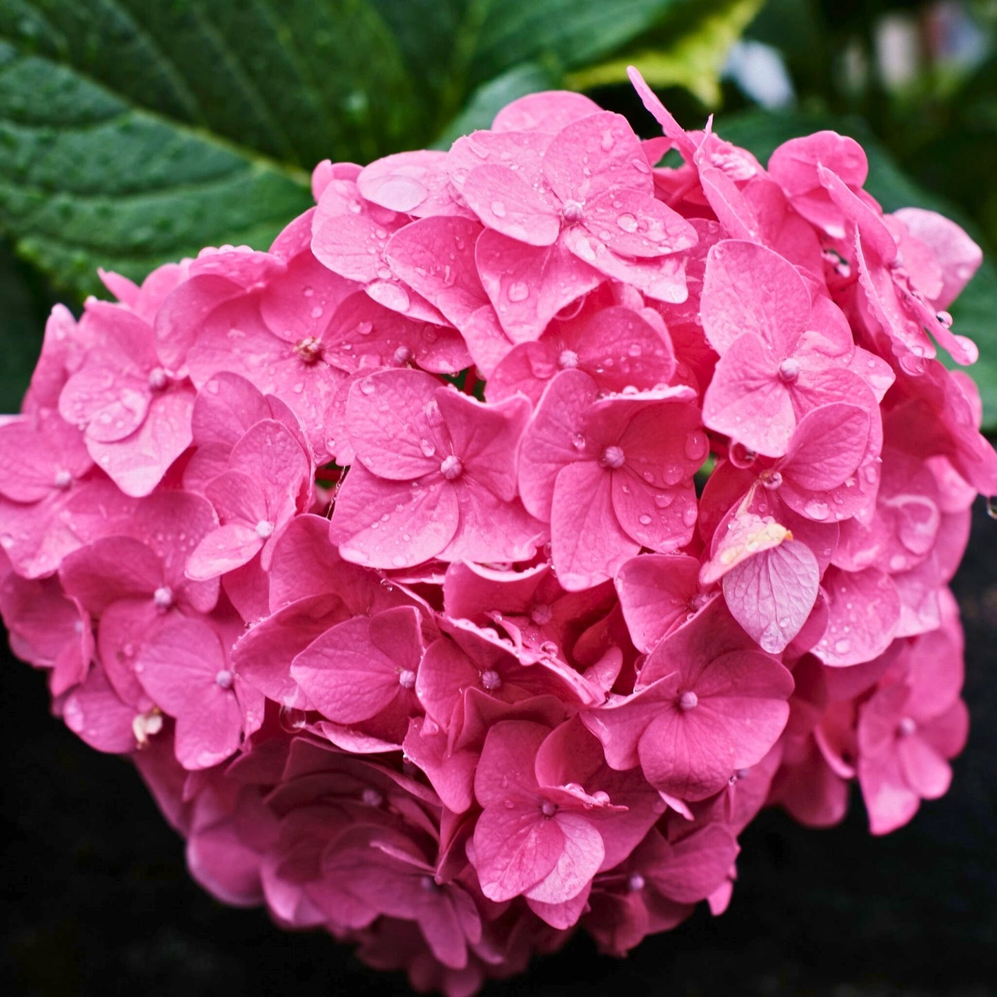 Close-up of vibrant pink geranium flowers with water droplets on petals