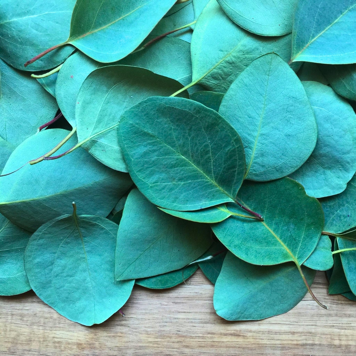Close-up of fresh eucalyptus leaves used for Eucalyptus Essential Oil production