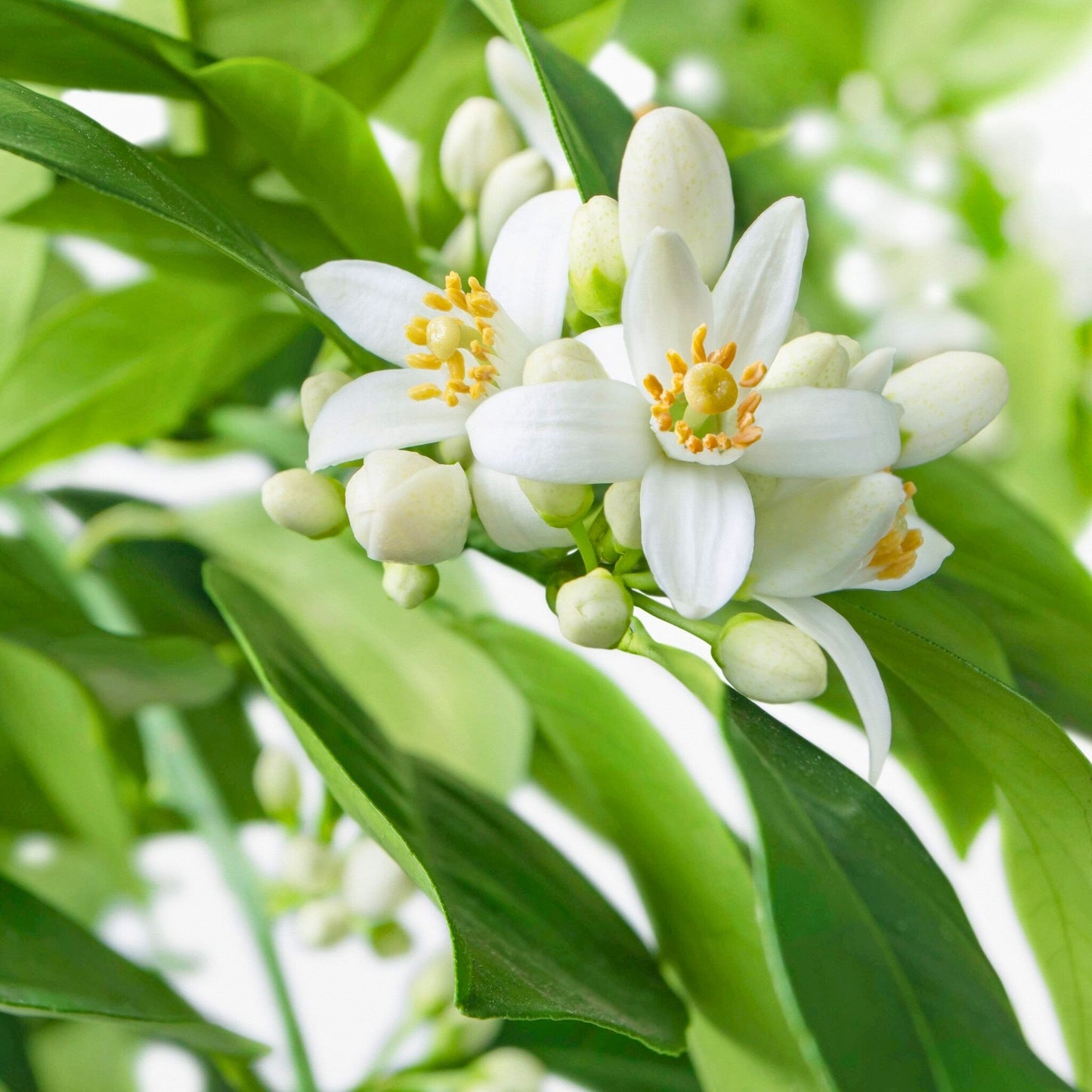 Close-up of white neroli flowers and green leaves, source of Neroli Essential Oil