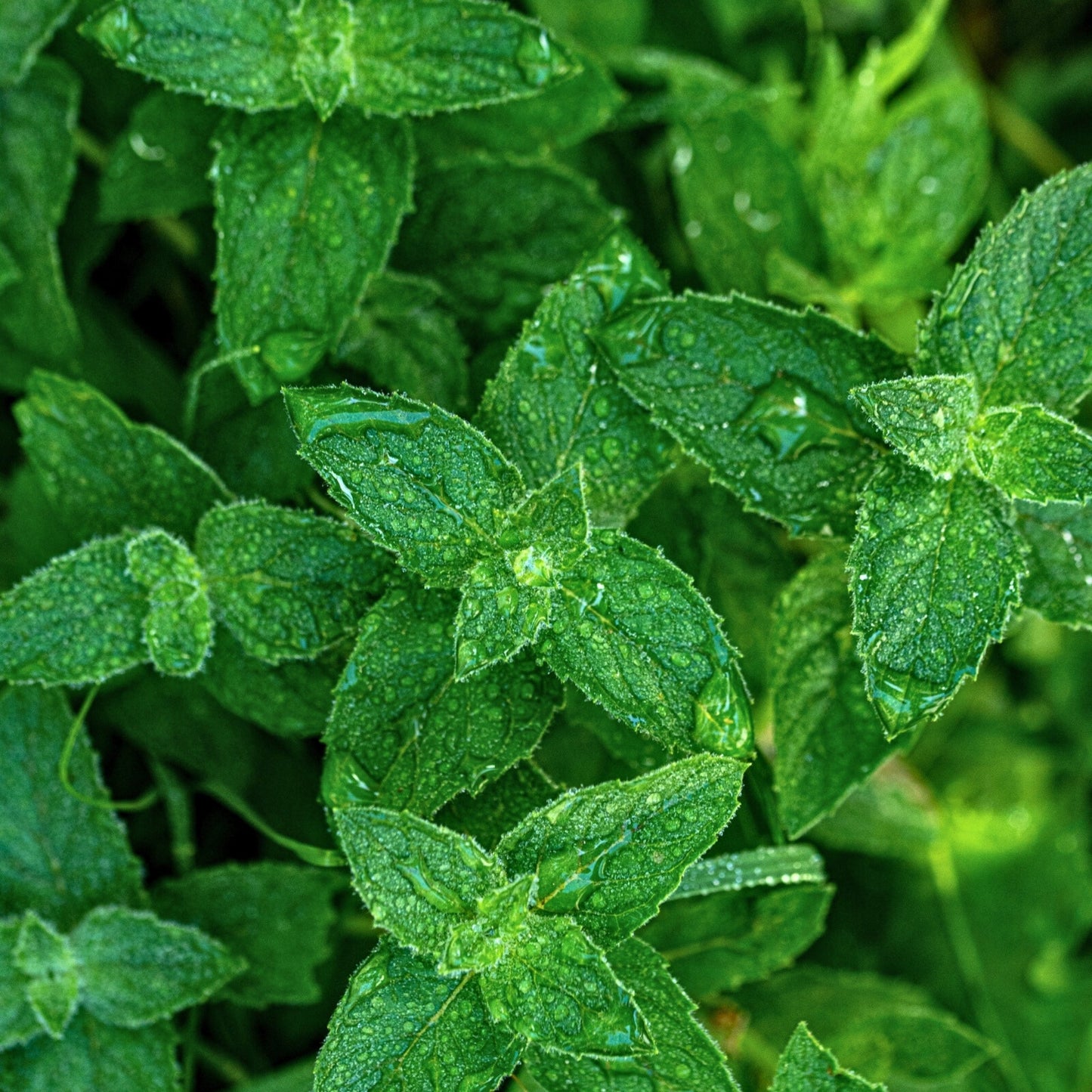 Fresh green peppermint leaves with water droplets, representing natural peppermint essential oil ingredients