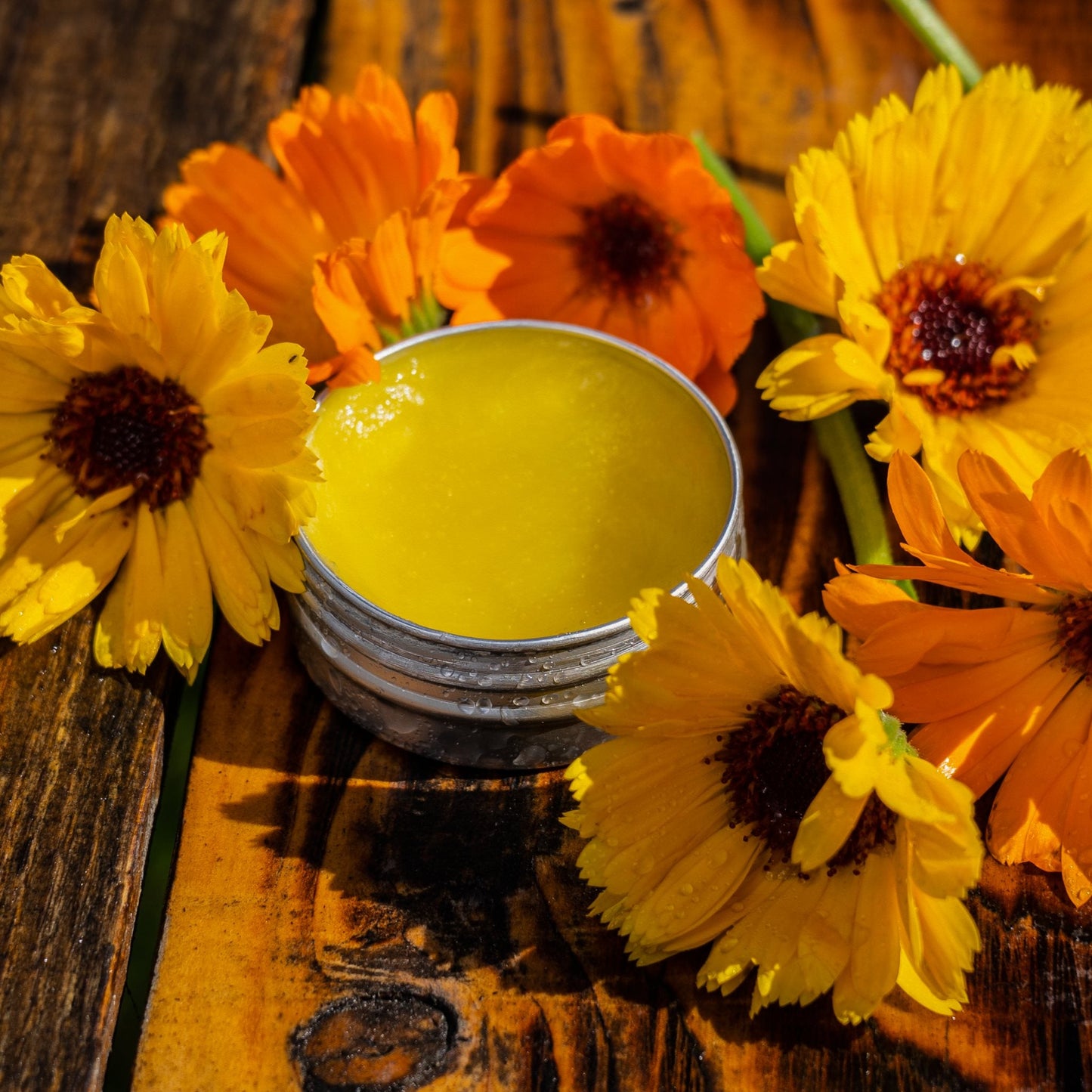 Organic calendula salve in tin with fresh calendula flowers on wooden surface Calendula Salve Egypt