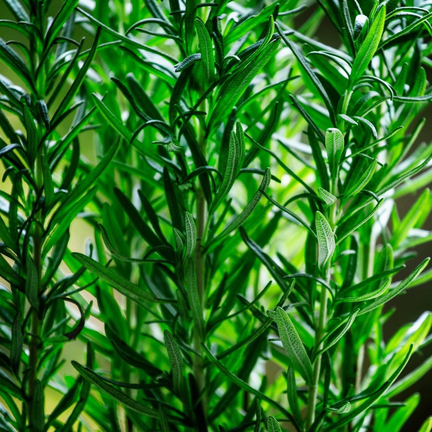 Fresh green rosemary herb plant close-up, source of Rosemary Essential Oil, natural and pure aromatic ingredient