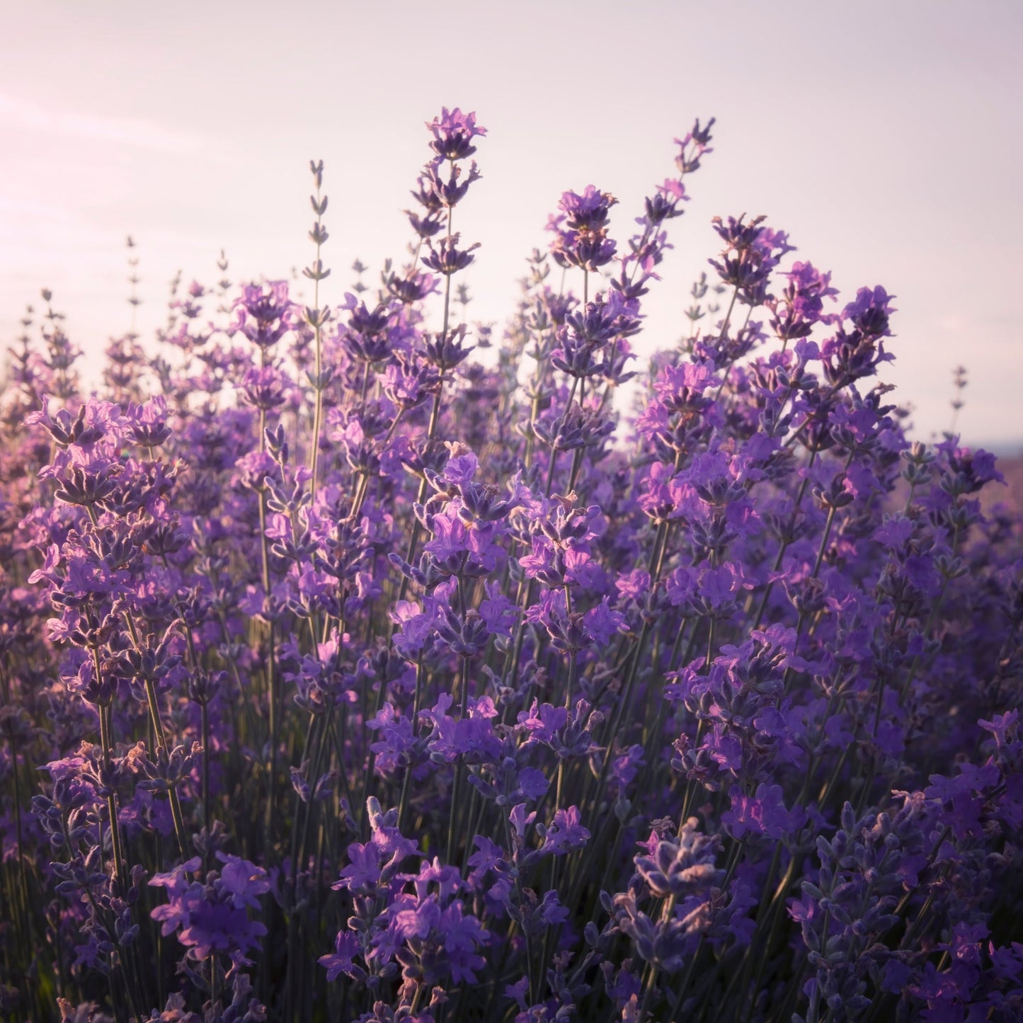 field of blooming lavender flowers at sunset representing lavender essential oil natural source