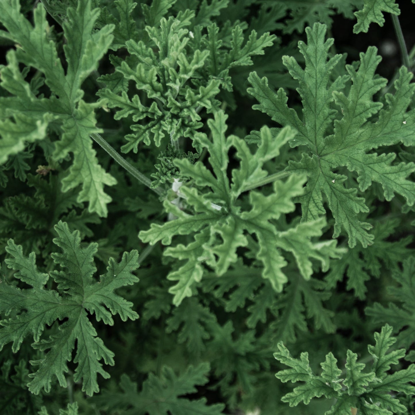 Close-up of fresh green citronella plant leaves, natural source of citronella essential oil