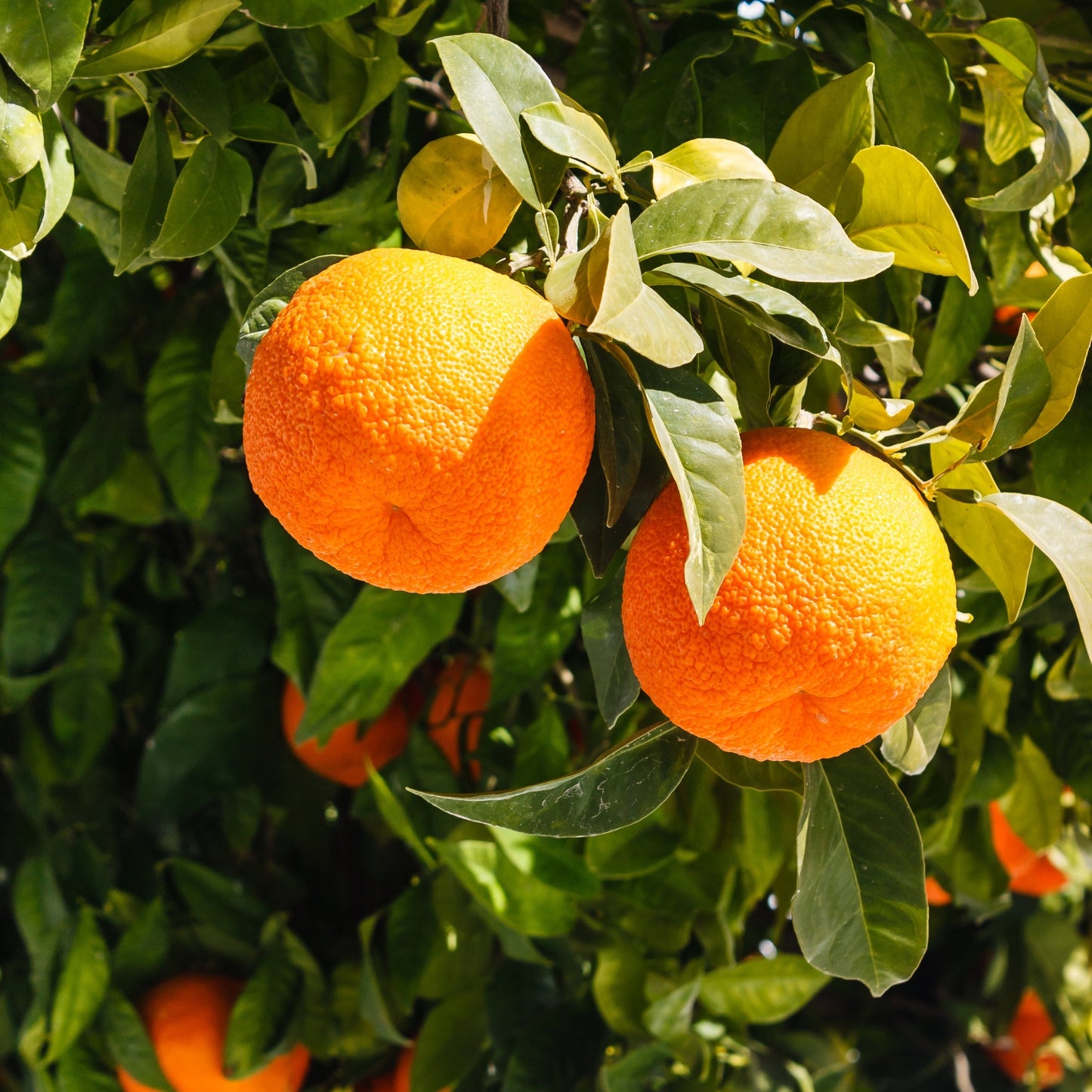 Bitter orange fruit on tree branch with green leaves representing bitter orange essential oil source