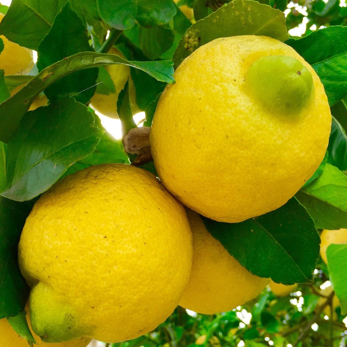 Fresh ripe lemons on tree branch with green leaves representing lemon essential oil source