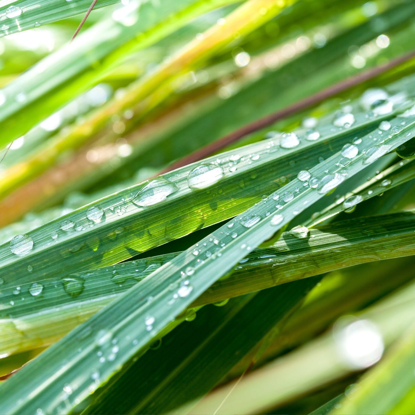 Close-up of fresh lemongrass leaves with water droplets representing natural lemongrass essential oil ingredients