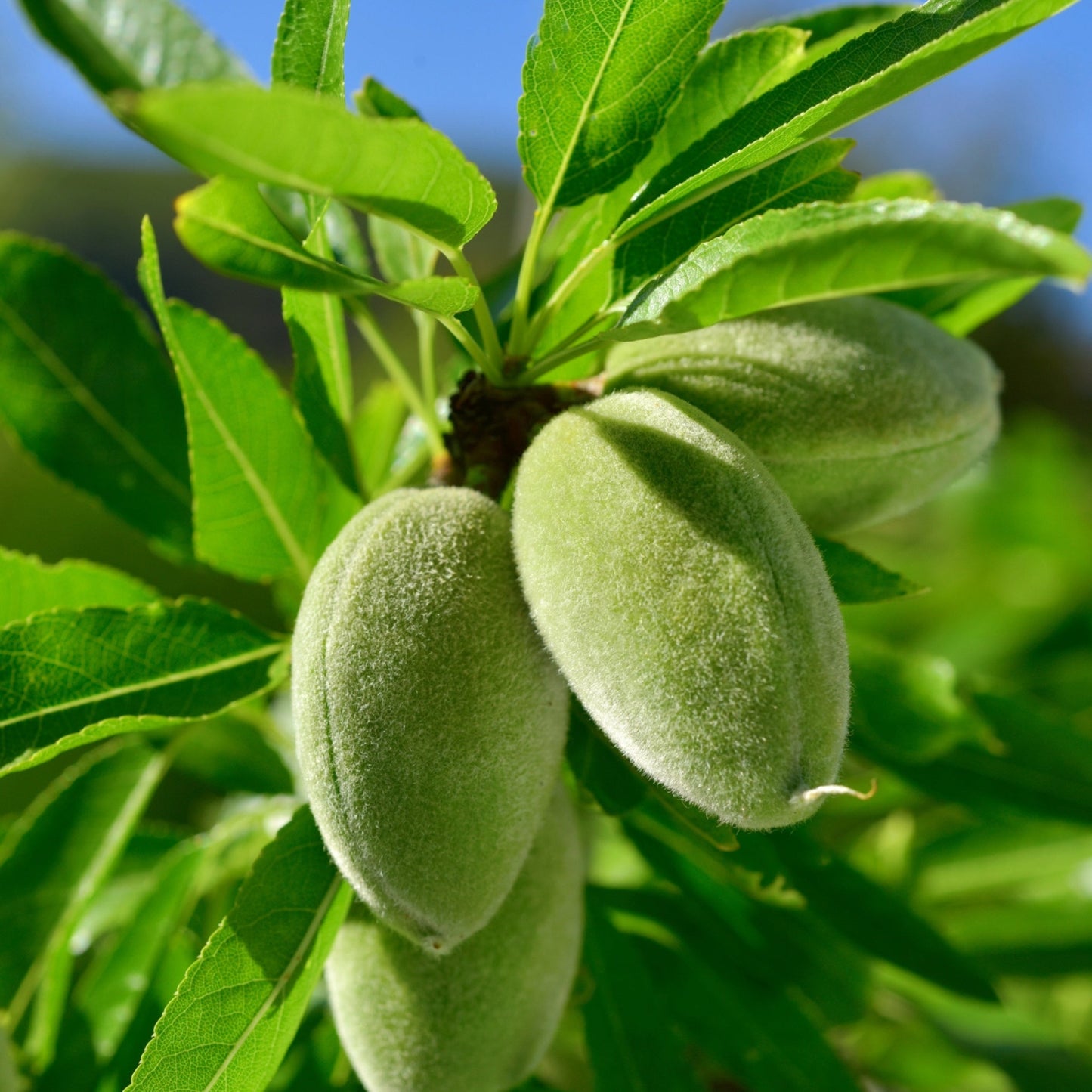 Close-up of green almonds growing on a tree branch with fresh green leaves under blue sky representing Sweet Almond Oil source