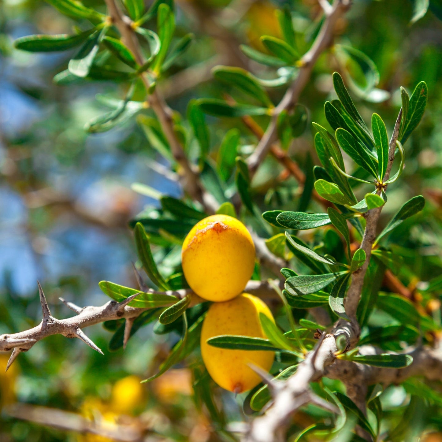 Argan oil fruit on green argan tree branch in natural light