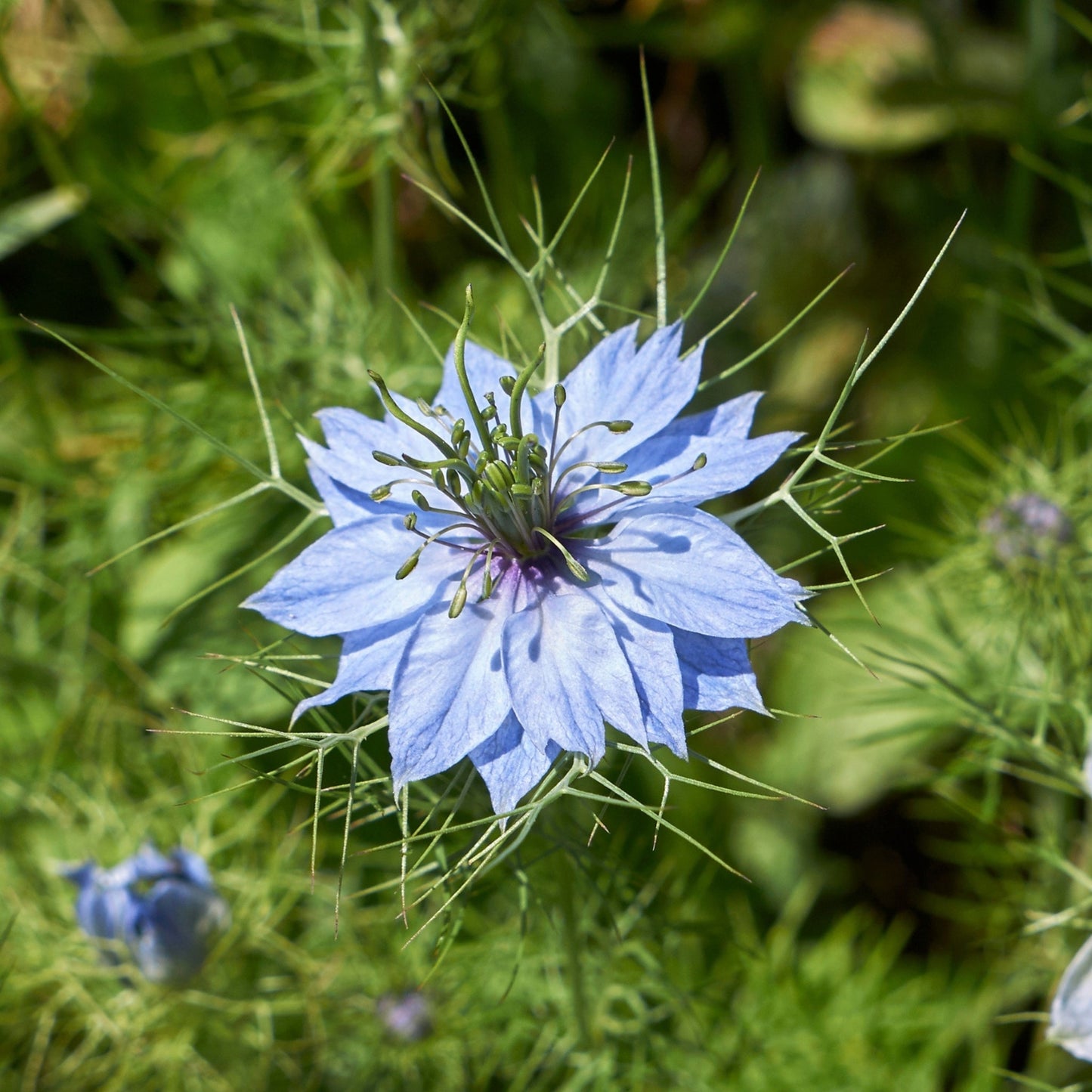 Close-up of a blooming Nigella sativa flower, source of Ethiopian Black Seed Oil, with delicate blue petals and green foliage background
