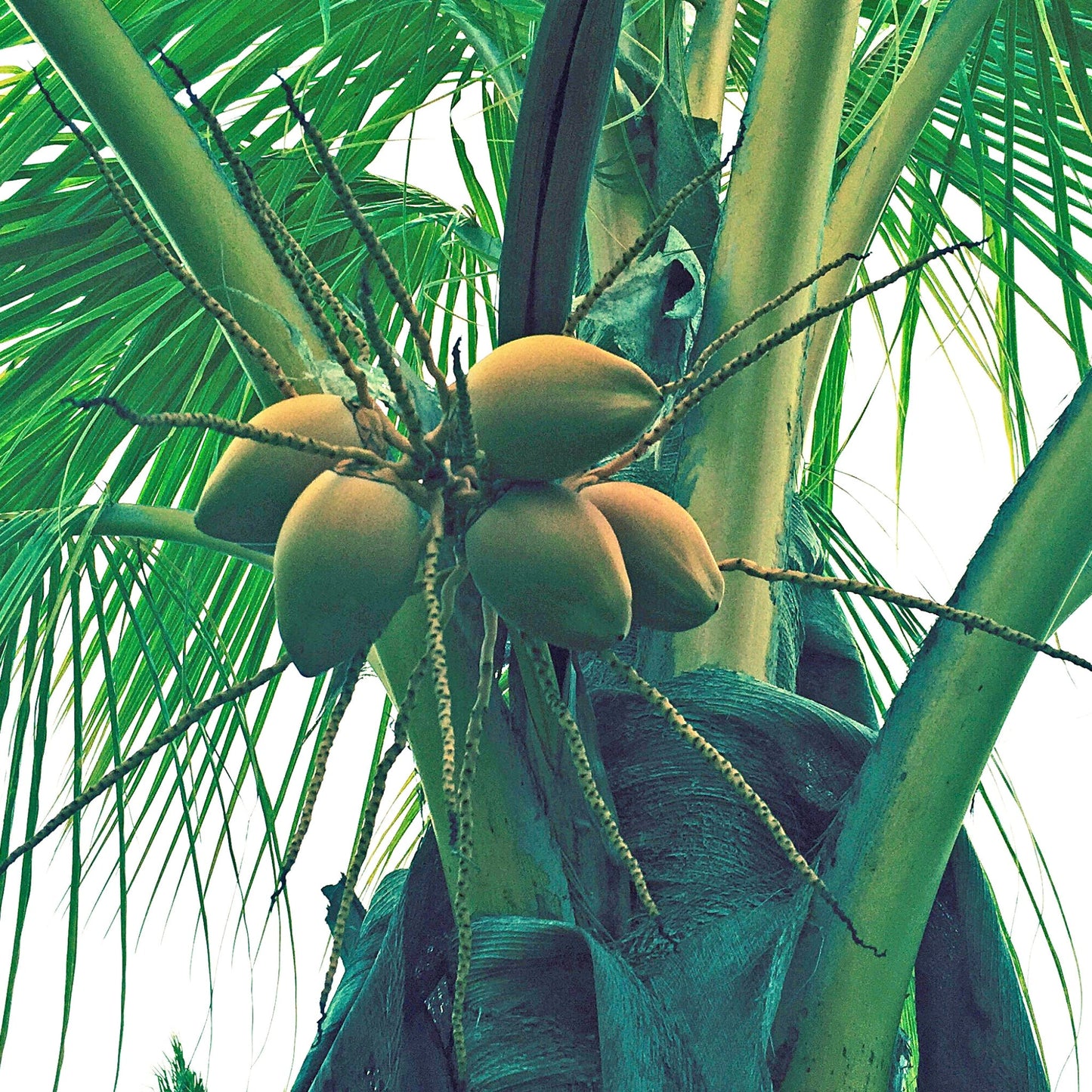 Close-up of fresh coconuts on a tropical palm tree representing extra virgin coconut oil source
