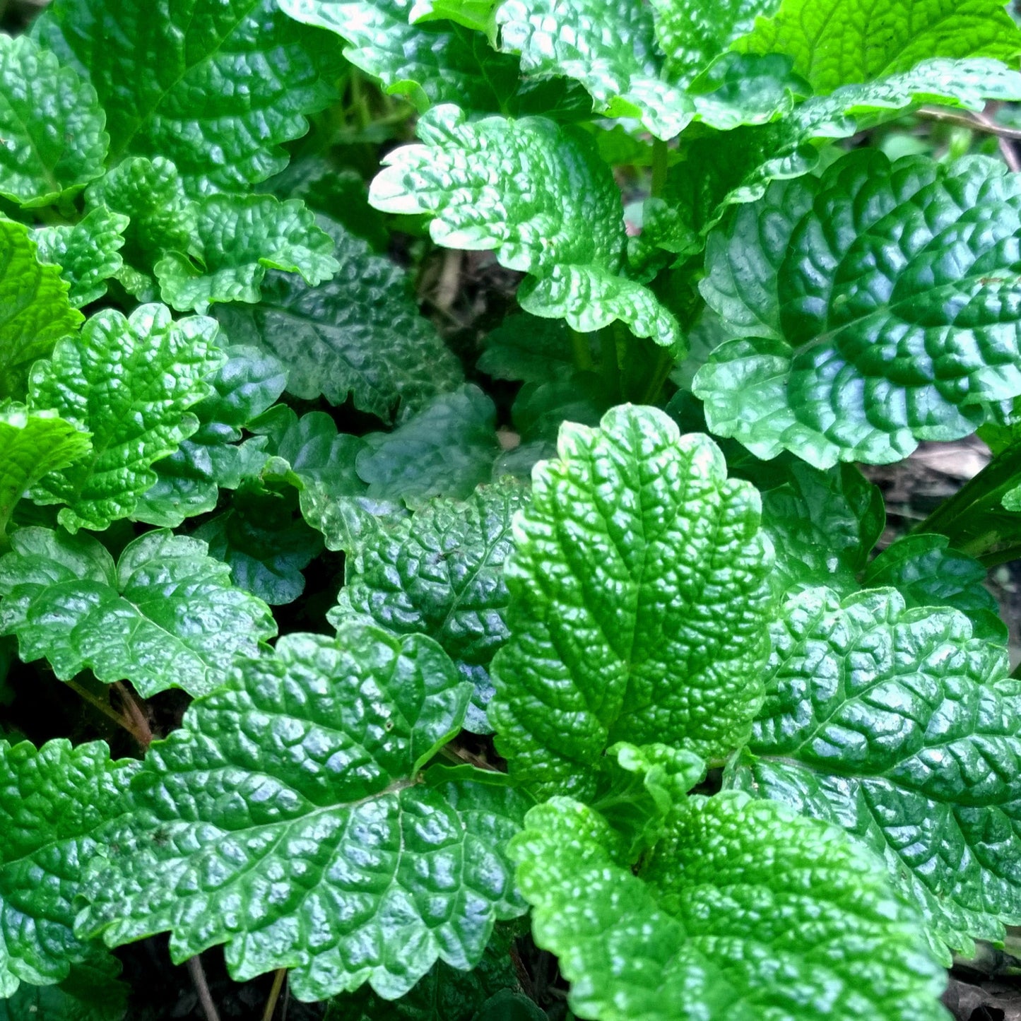 Fresh green organic lemon balm leaves close-up in natural light