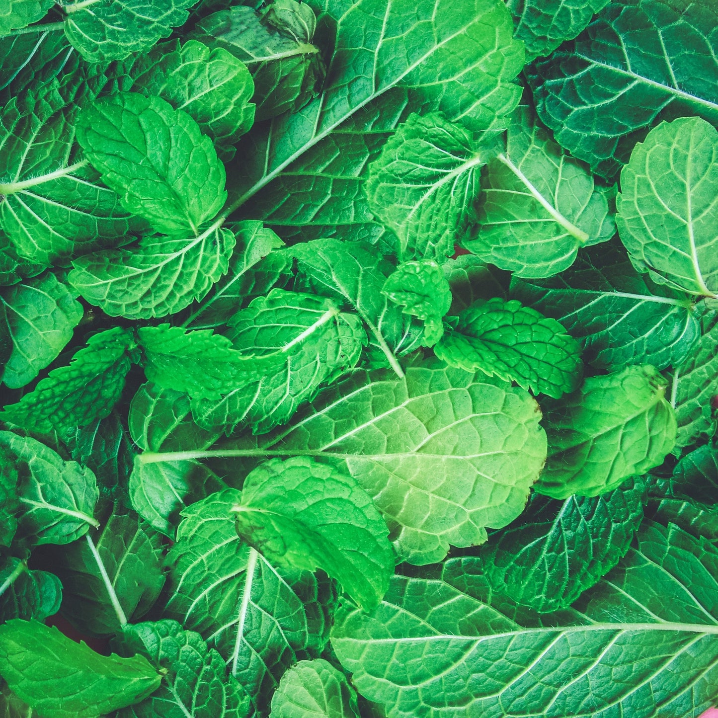 Fresh wild peppermint leaf close-up showing vibrant green organic mint leaves