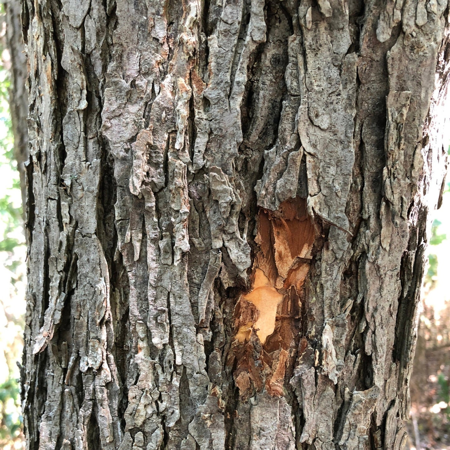 Slippery Elm Bark - A Demulcent Powerhouse - Repair, Restore, And Rebalance Your Digestive Health.