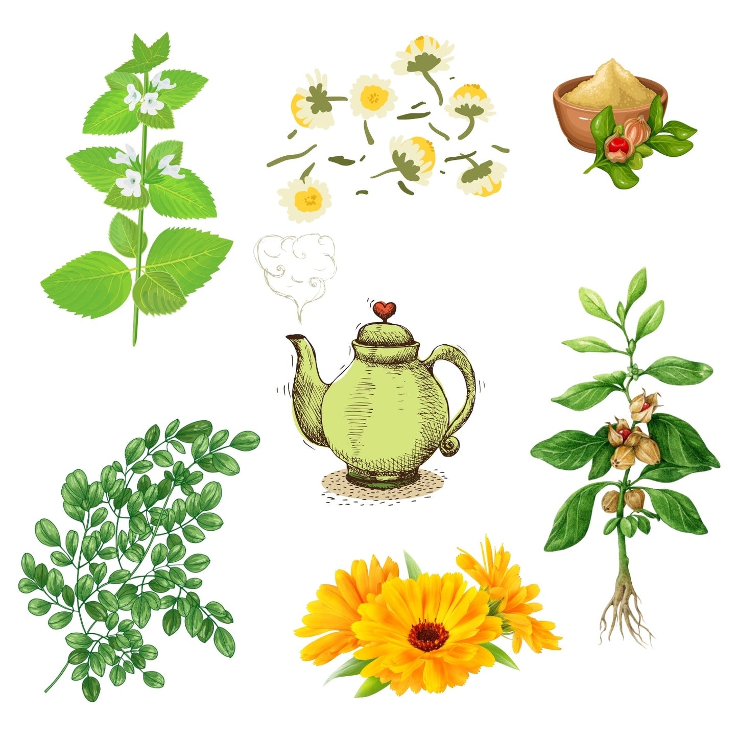Organic Herbs and Herbal Tea in Egypt