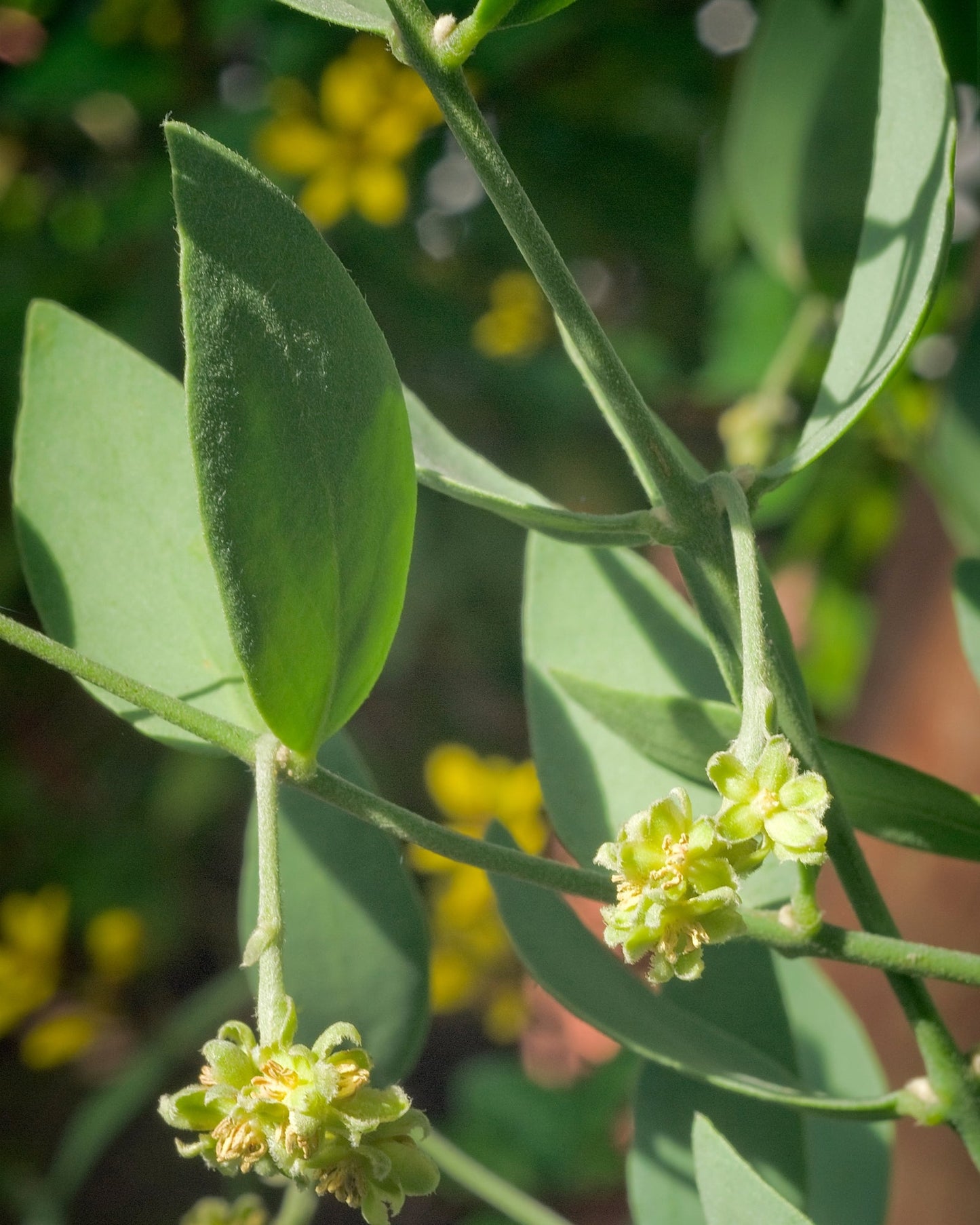 Pure jojoba oil plant with green leaves and small yellow flowers natural source of cold-pressed carrier oil from Egypt