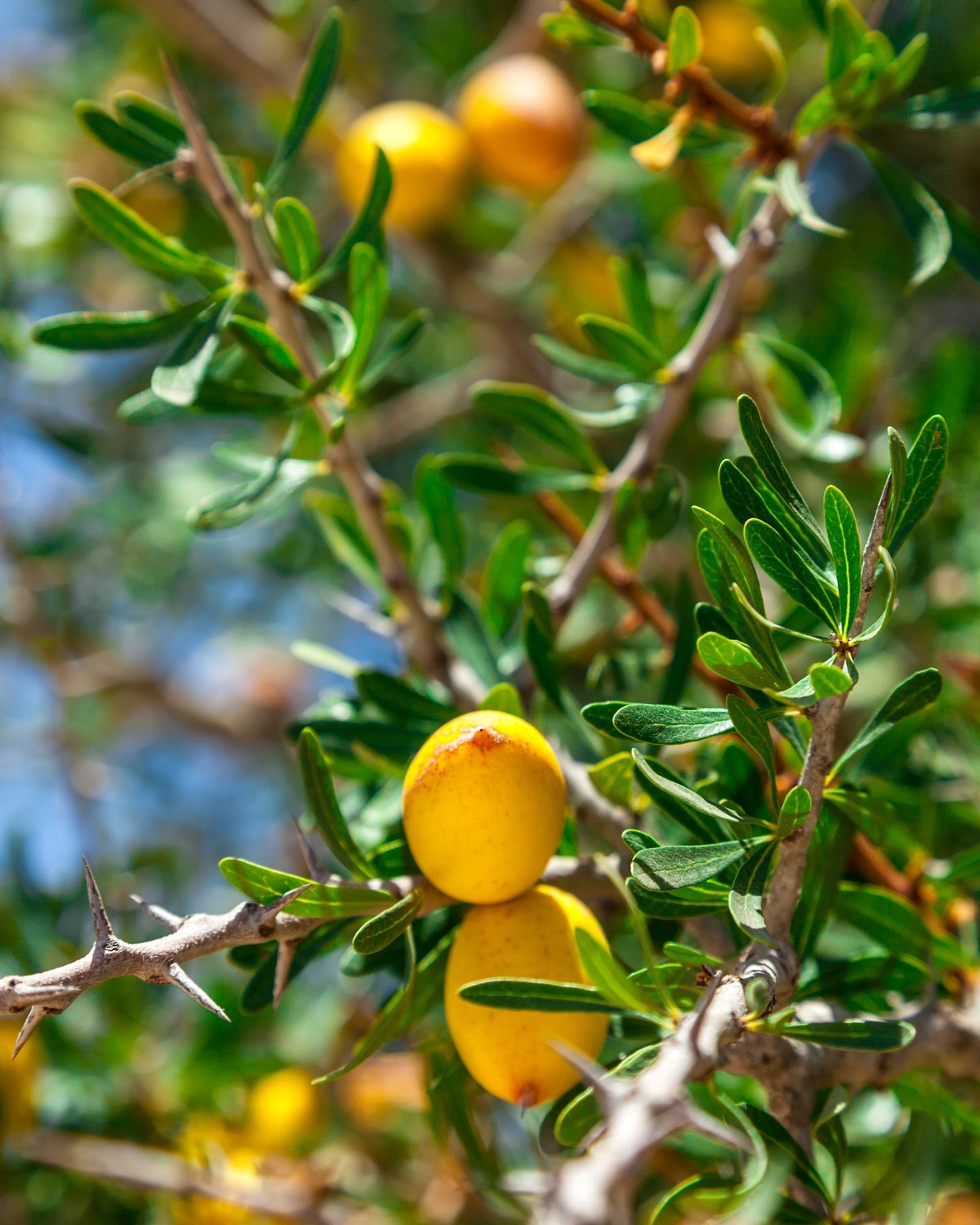 Close-up of ripe argan fruits on thorny branches of an argan tree in Morocco