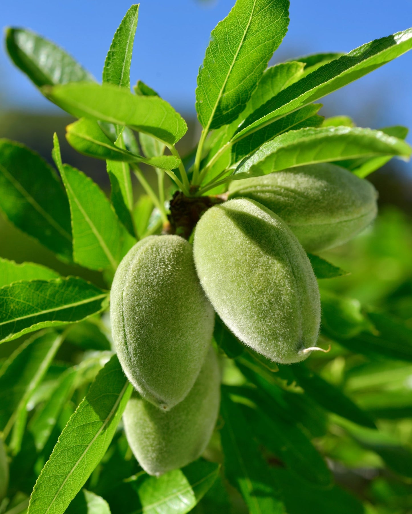 Close-up of fresh green almonds on tree branch with leaves under blue sky, natural source of sweet almond oil