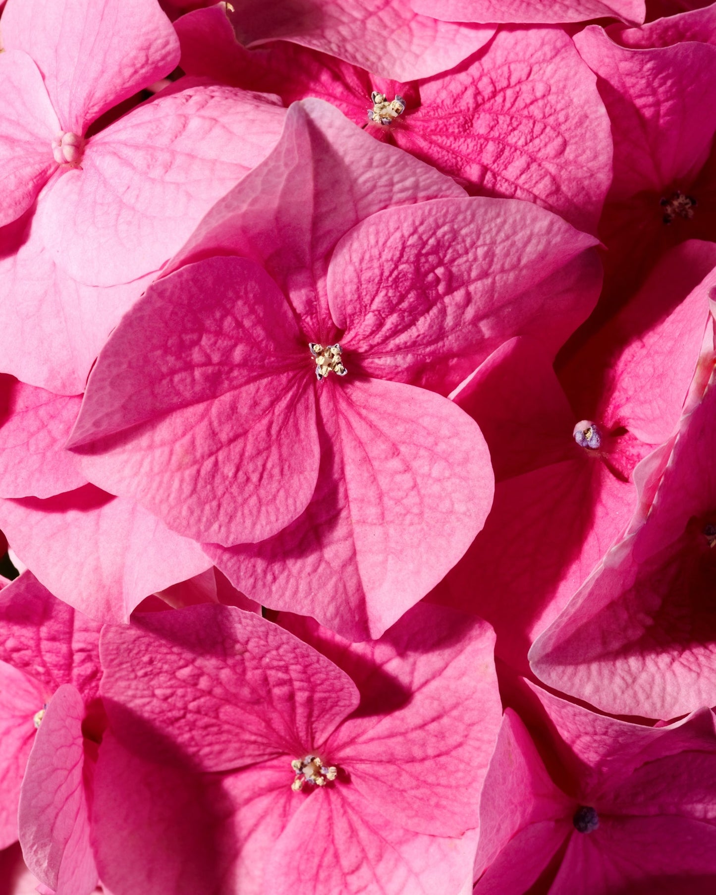 Close-up of vibrant pink geranium flowers representing pure geranium essential oil from Egypt
