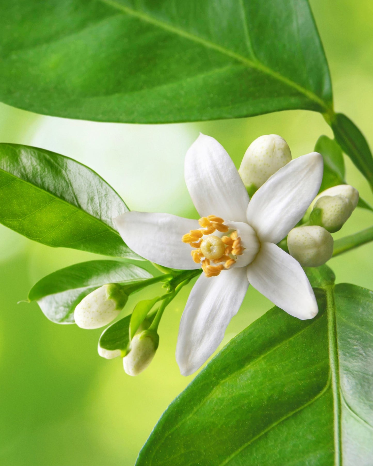 Close-up of a white neroli flower and buds on green leaves, representing neroli essential oil natural source