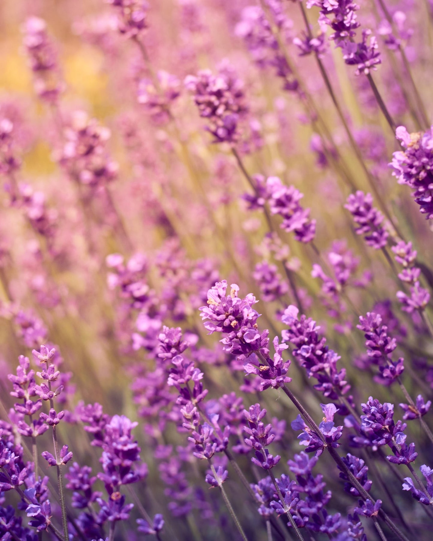 Field of blooming purple lavender flowers under soft sunlight representing lavender essential oil source
