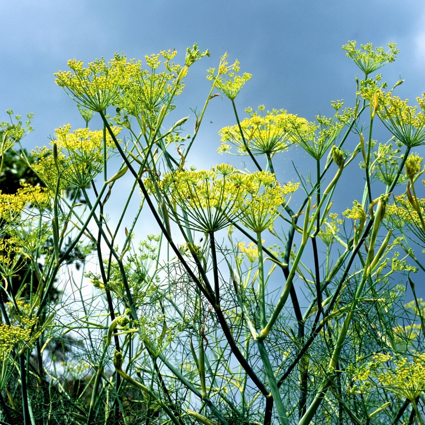 Organic fennel seed plant with yellow flowers under blue sky for digestive health and culinary use