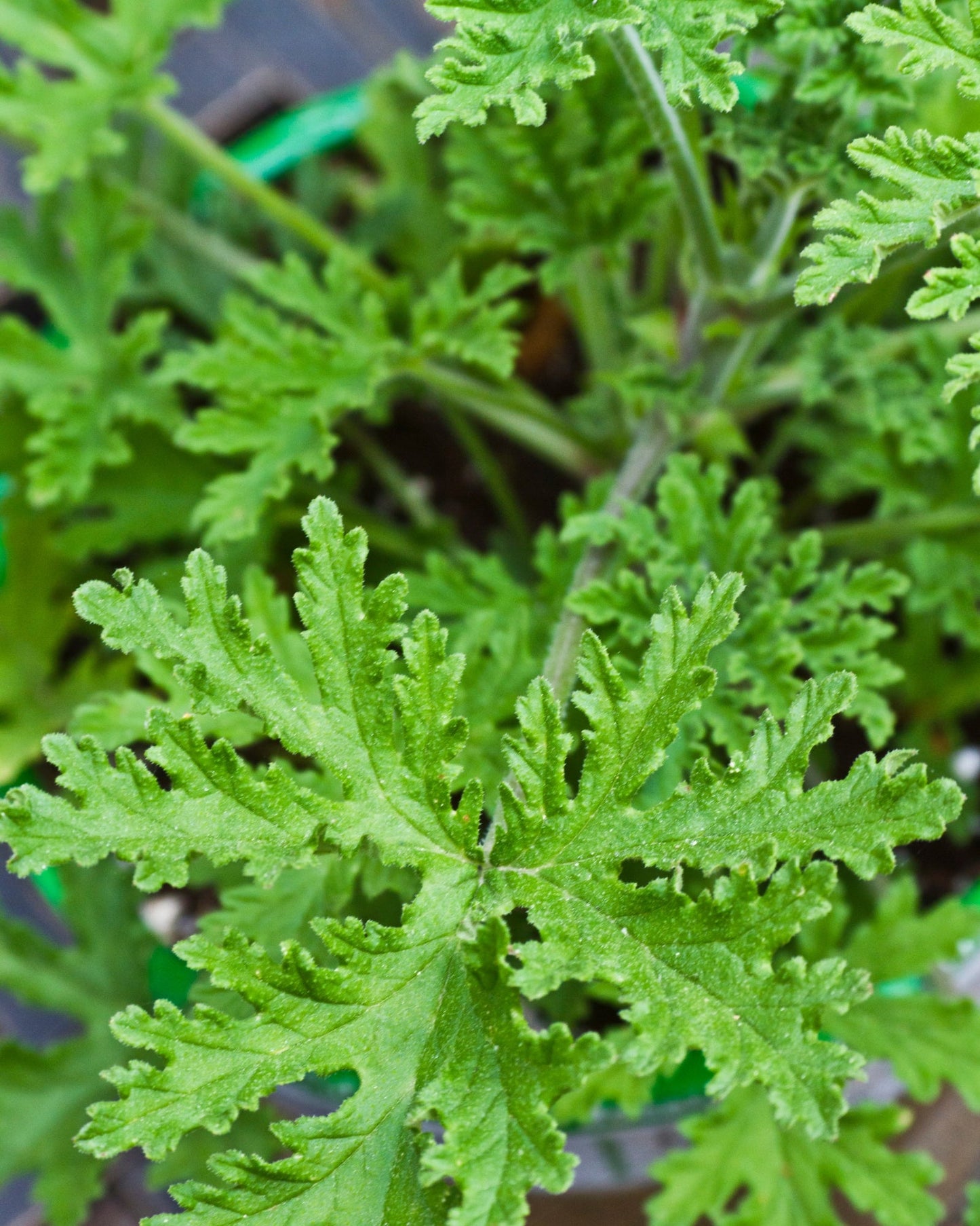 Fresh green citronella plant leaves used for citronella essential oil production