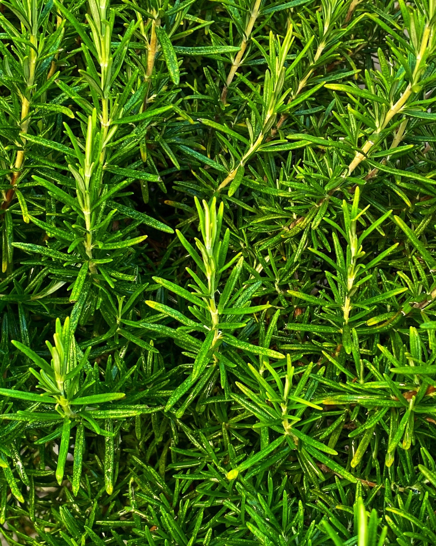 Fresh green rosemary herb close-up for Rosemary Essential Oil product