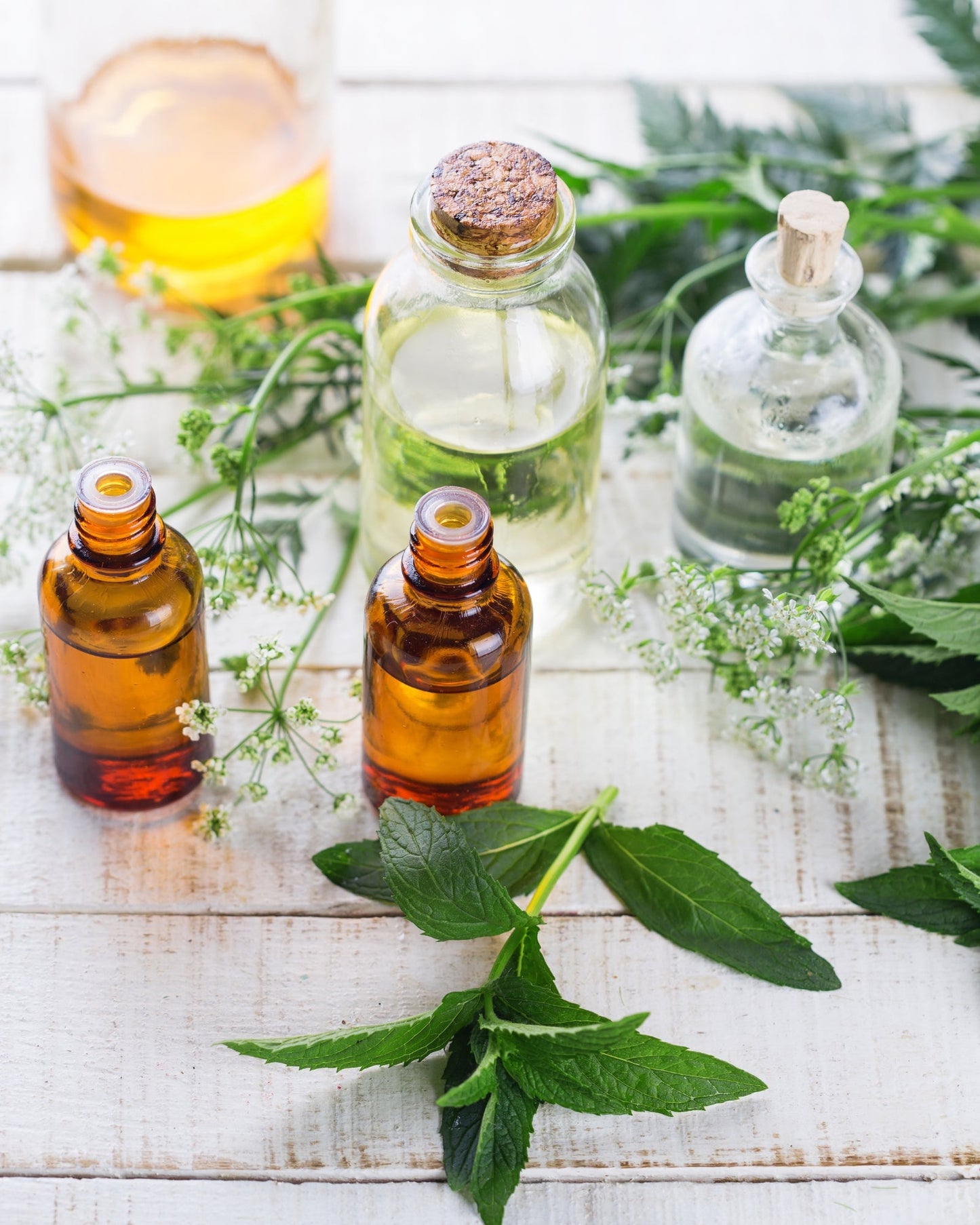 Minty Mountain Essential Oil blend with eucalyptus, peppermint, and lavender in amber and clear glass bottles surrounded by fresh herbs on a wooden surface