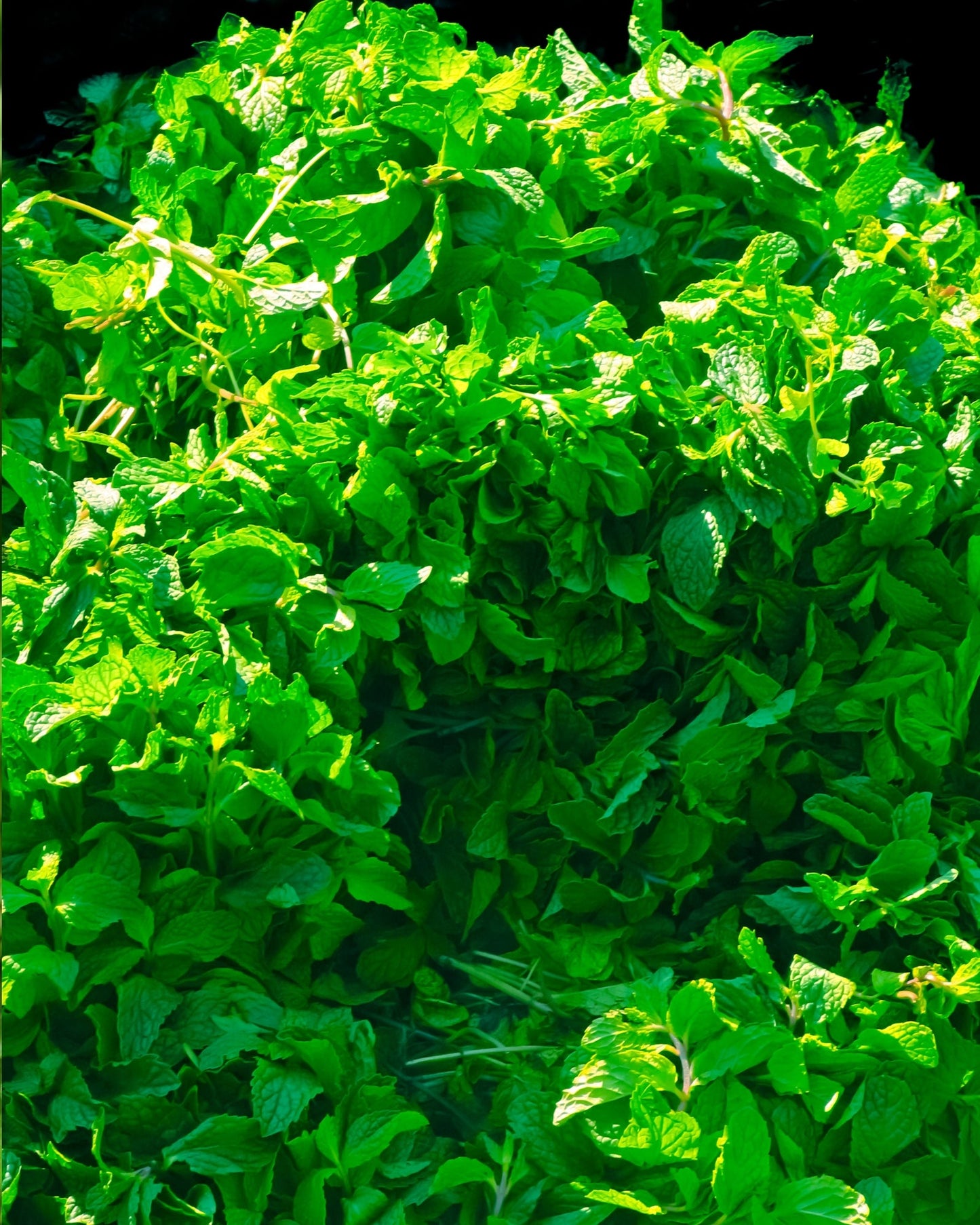 Fresh green peppermint leaves growing in a garden, source of peppermint essential oil