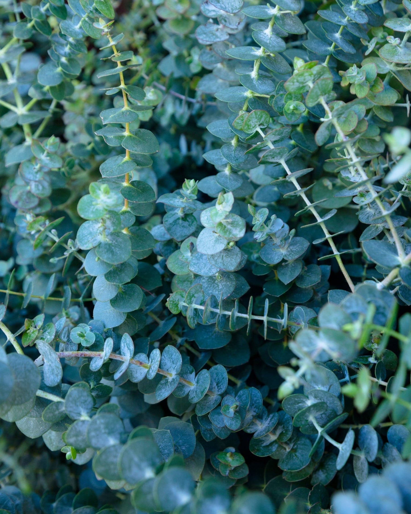 Fresh eucalyptus leaves used for producing pure eucalyptus essential oil