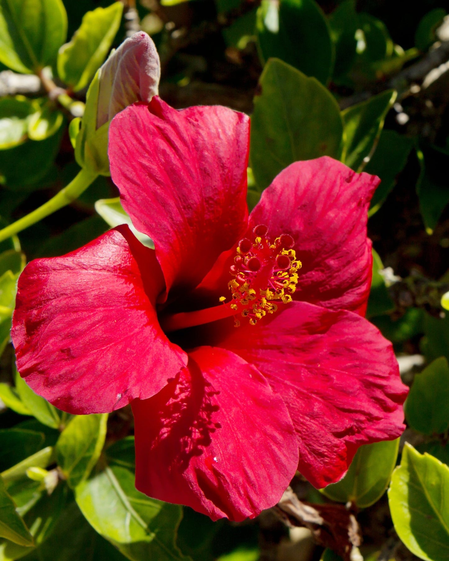 Organic hibiscus flower in bright red with lush green leaves, known for its vitamin C and antioxidant benefits