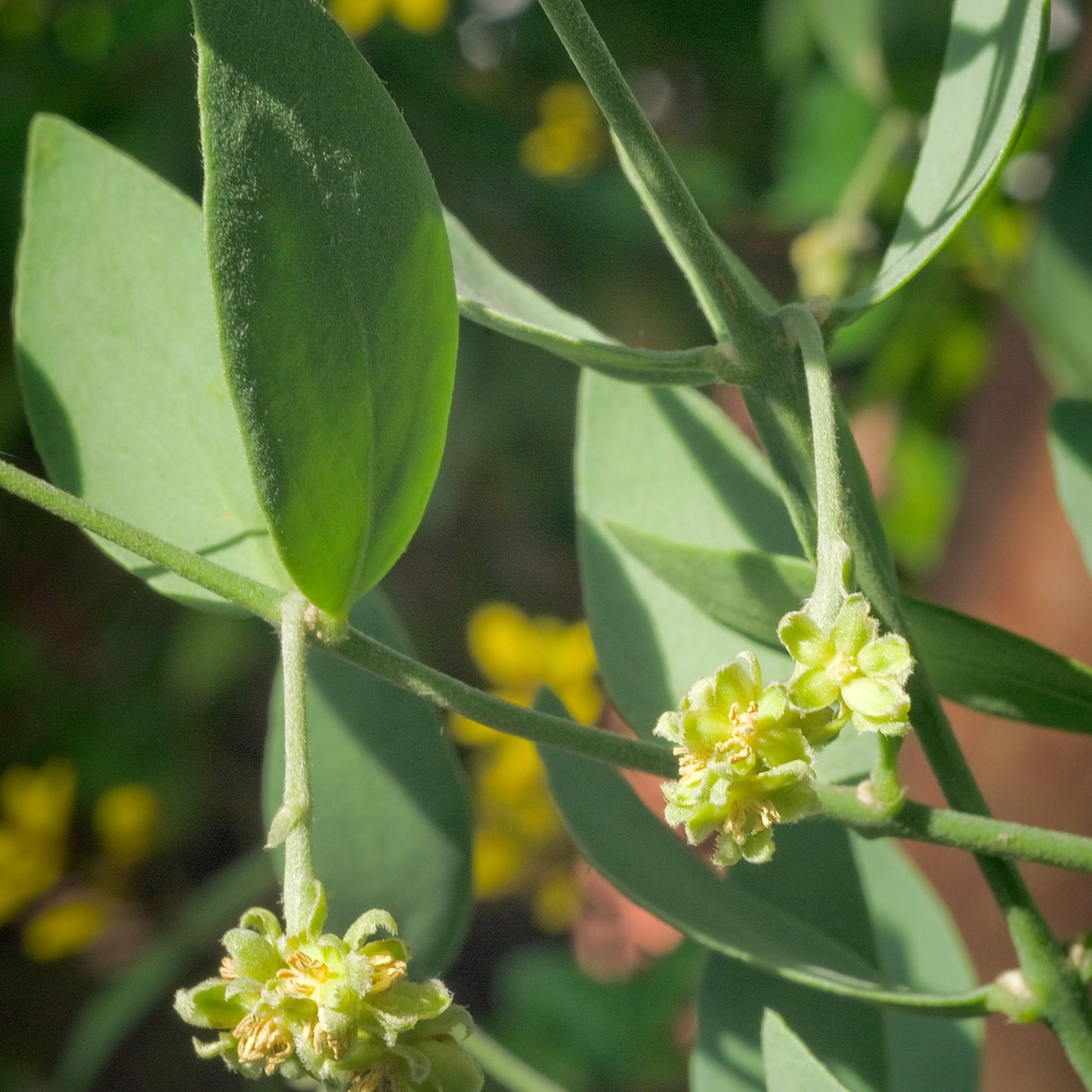 Close-up of jojoba plant branches with green leaves and small yellow flowers for pure jojoba oil production