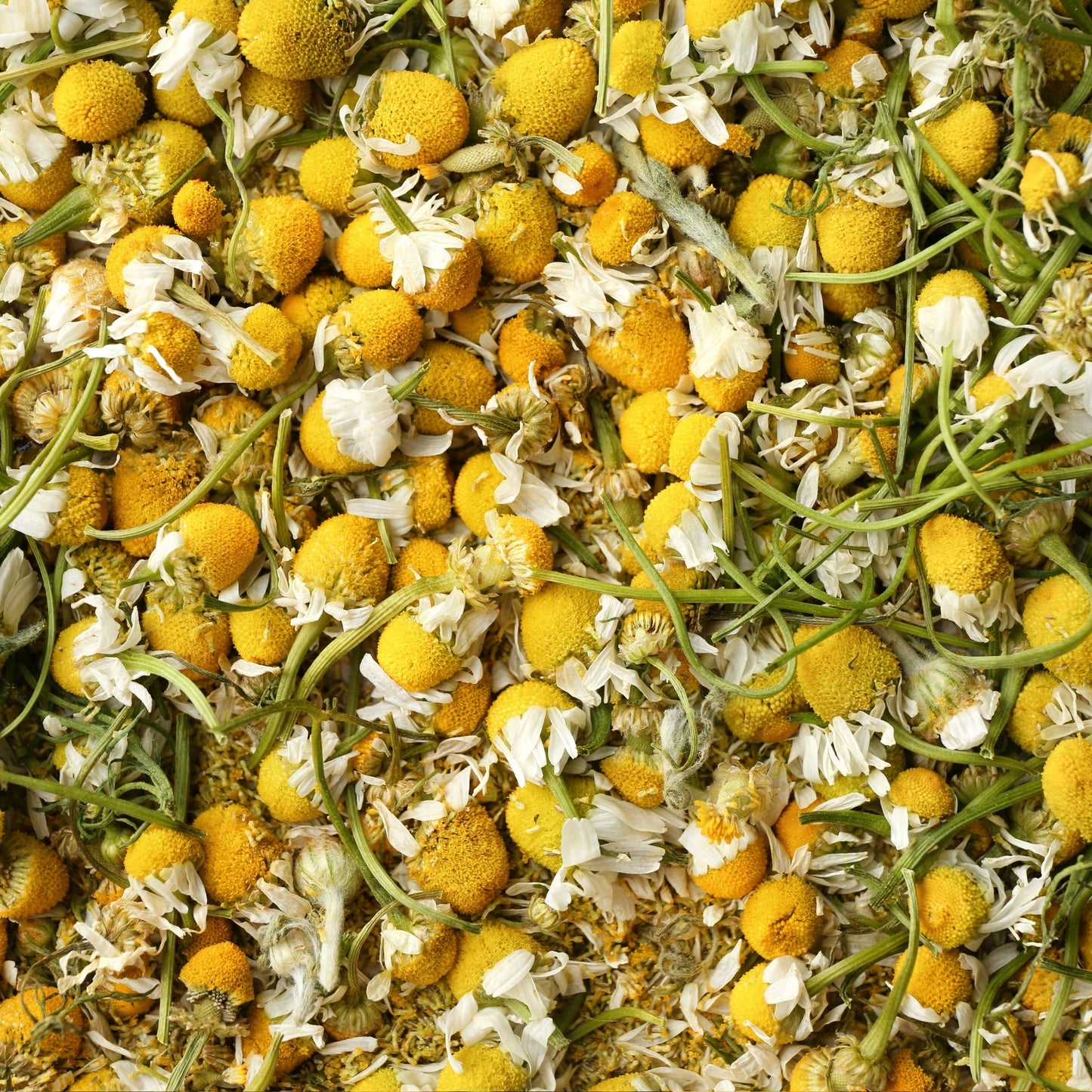 Organic dried chamomile flowers (Matricaria recutita) with yellow centers and white petals for herbal infusions and natural remedies