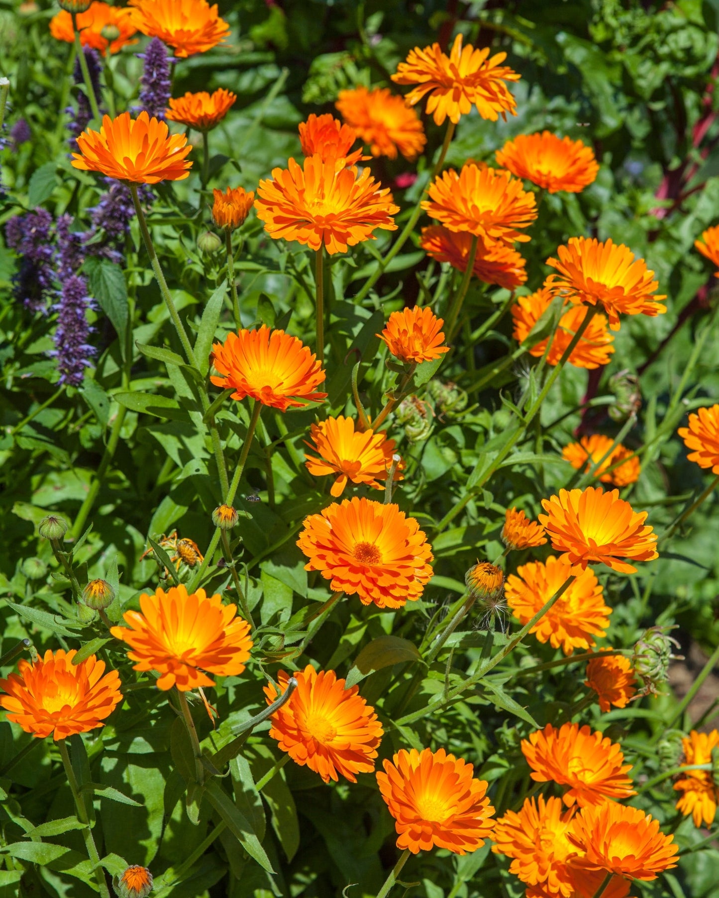Bright orange organic calendula flowers blooming in a garden with green foliage