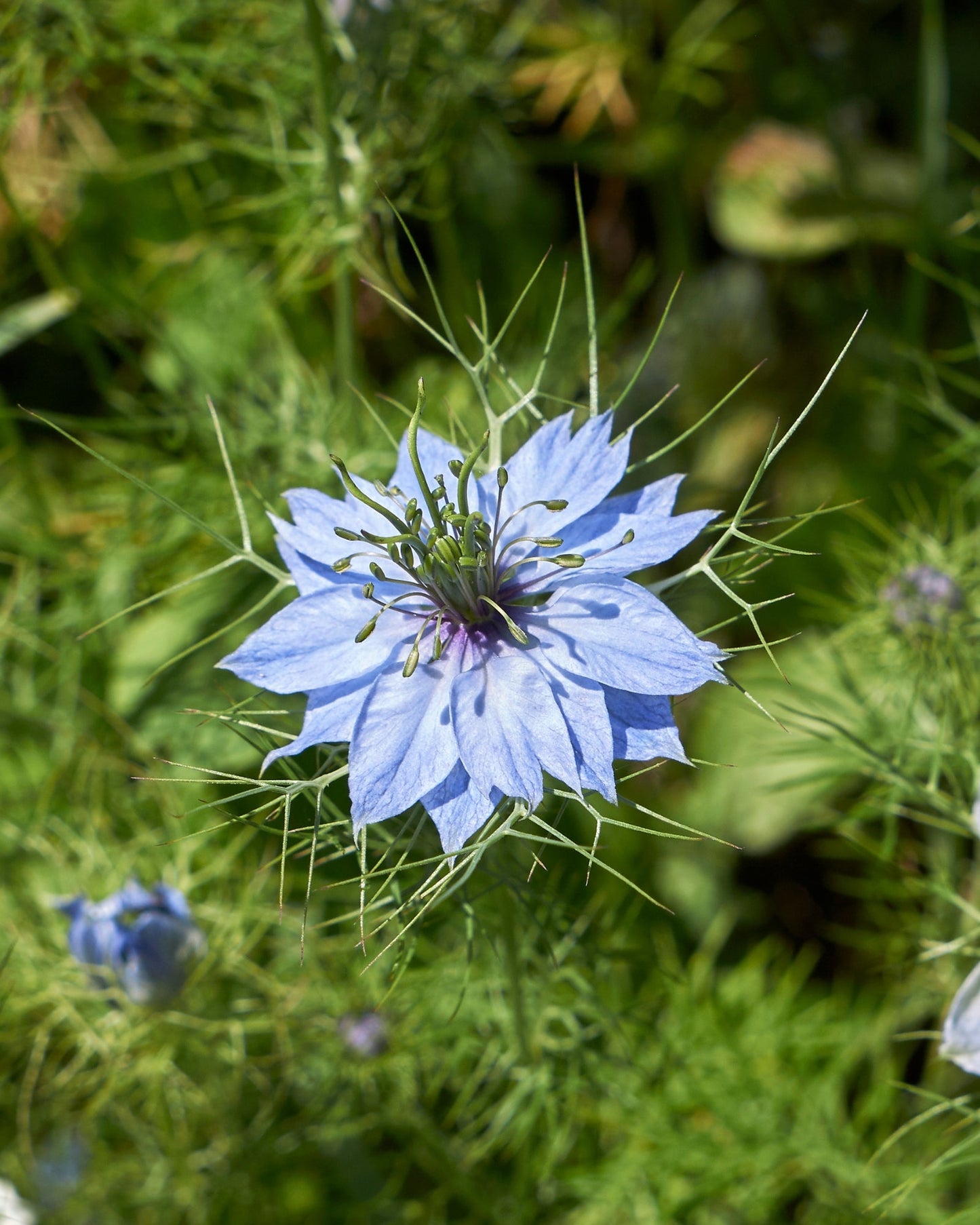 Ethiopian Black Seed Oil made from Nigella sativa seeds with antioxidant-rich cold-pressed extraction displayed with Nigella flower