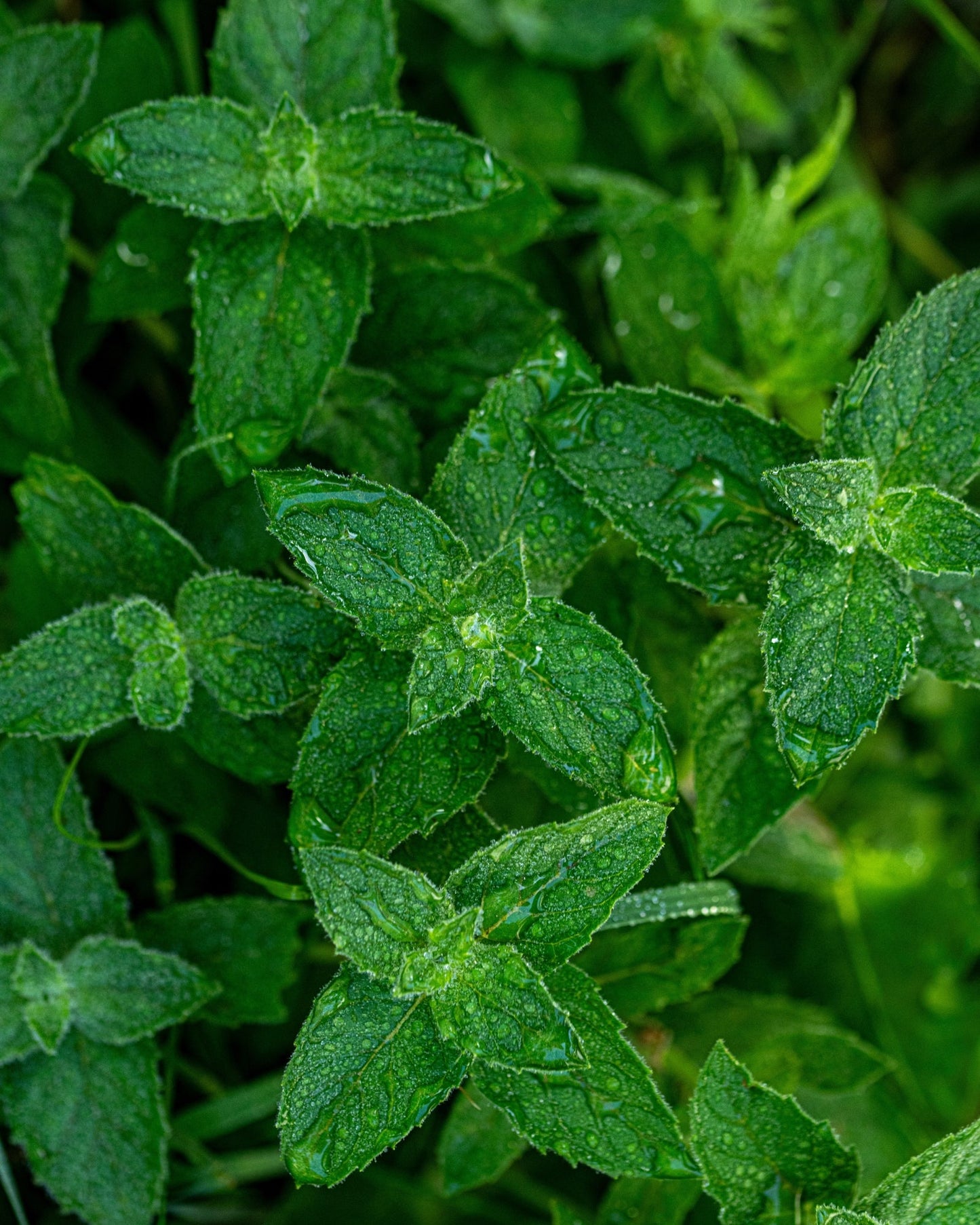 fresh organic wild peppermint leaves with dew drops for organic peppermint tea