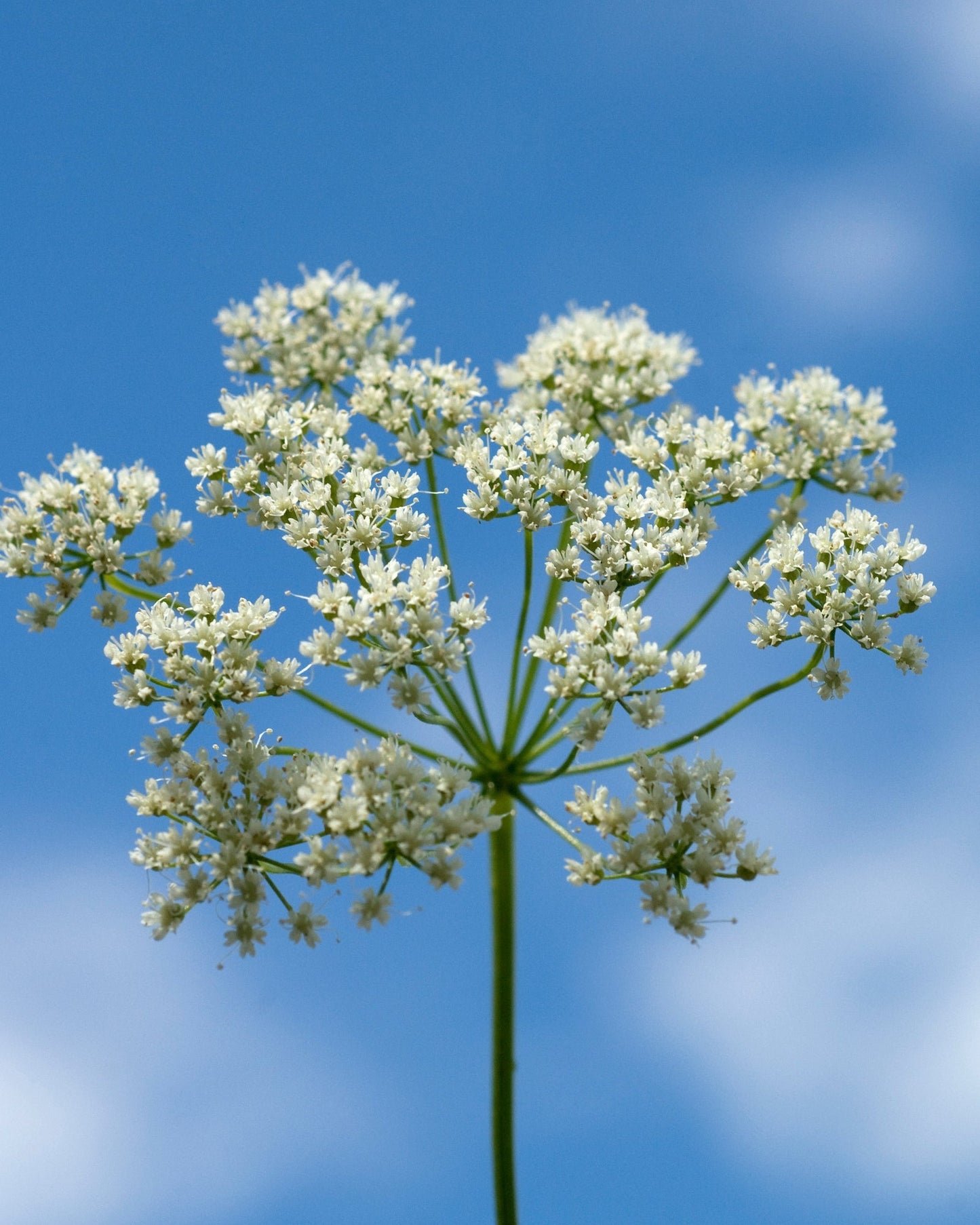 Close-up of organic anise seed plant flowers against blue sky for Anise Seed Tea