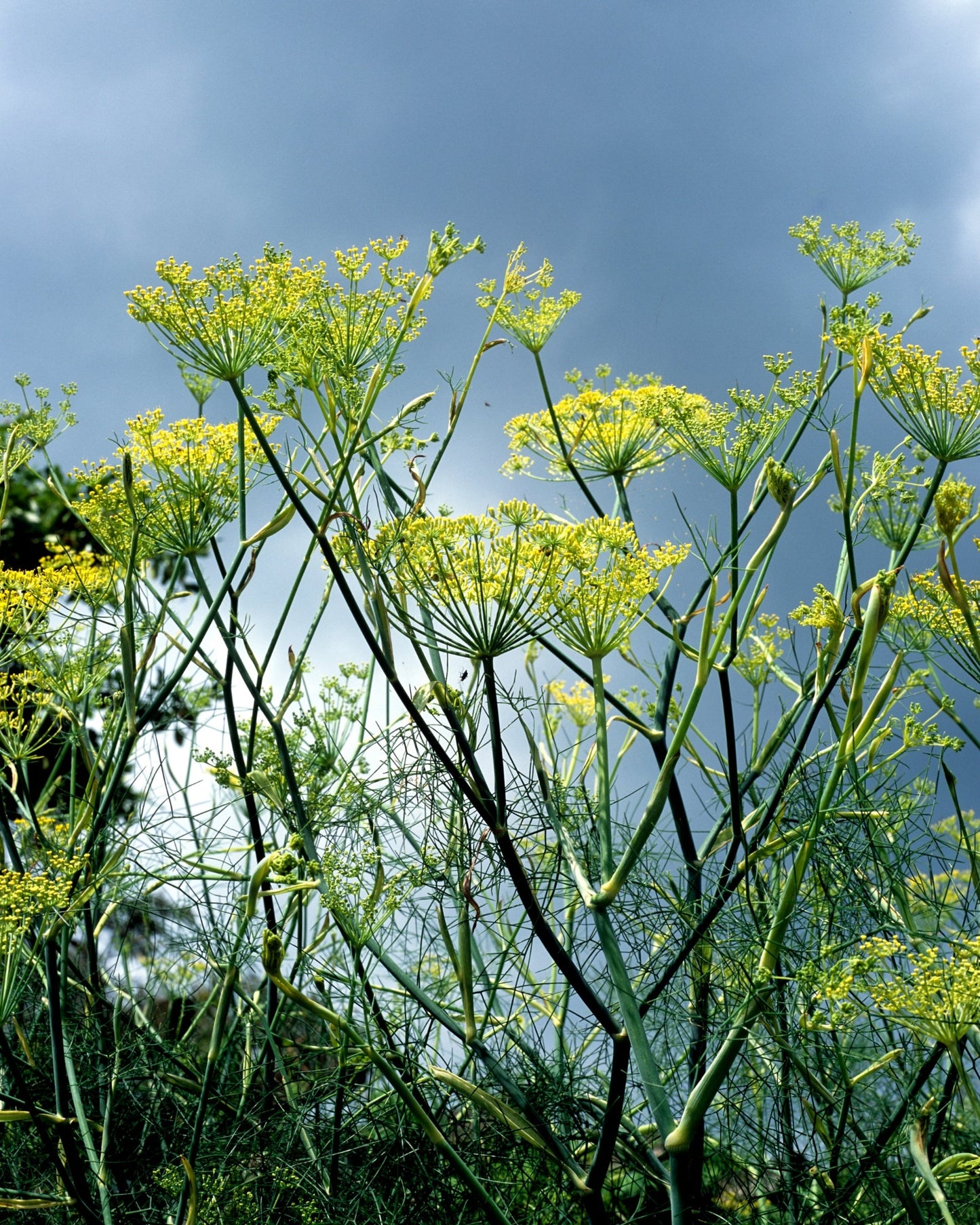 Organic fennel plant with yellow flowers growing outdoors, used for soothing caffeine-free organic fennel tea from Egypt